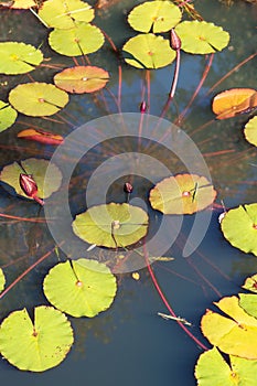 Water Lillies Extend Upward In A North Georgia Pond