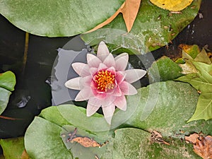 Water Lillies in Full Bloom