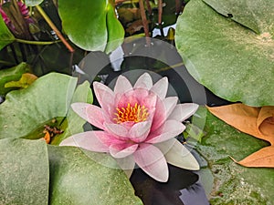 Water Lillies in Full Bloom