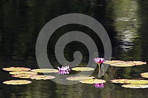 Water Lillies on Golden Ripples