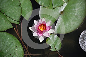 Water Lillies in Japanese Garden Pond