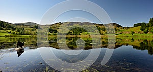 Water Lillies on the lake