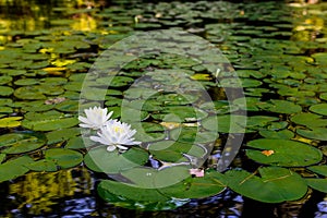 Water lillies and lily pads on river