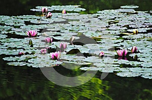 Water Lillies Monet`s Garden