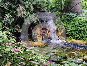 Water lillies, Nymphaeaceae, in tropical Brazilian rain forest