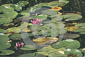 Water lillies in the pond - vintage retro look