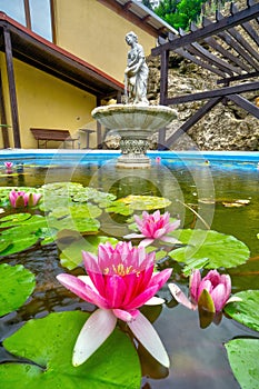 Water lillies at Sklene Teplice