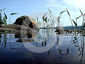 Water Lillies at Water Level