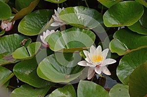 Water lillies photo
