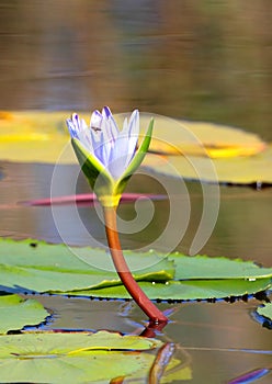 Water Lilly