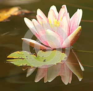 Water lilly 2