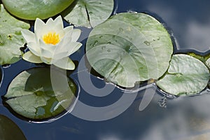 Water Lilly