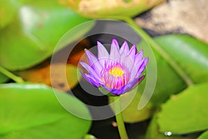 Water Lilly