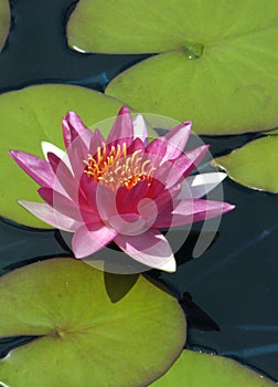 Water Lilly