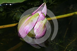 Water lilly The beautiful colorful spring flower in my garden close up