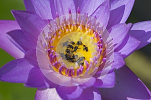 Water lilly and bees