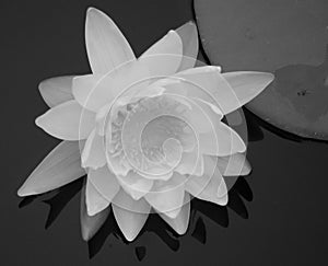 Water Lilly in black and white