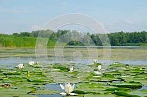 Water lilly blossoms