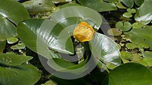 Yellow Water lilly