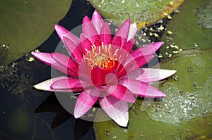 Water Lilly Flower