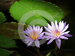 Water lilly flowers