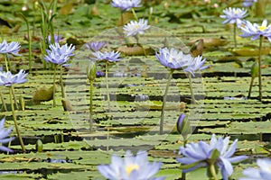 Water Lilly Flowers Galore