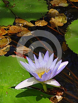 Water Lilly, Mauritius
