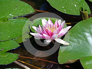 Water Lilly- the most beautiful aquatic plants