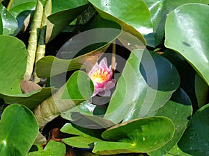 Water Lilly- the most beautiful aquatic plants