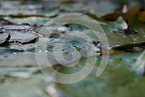 Water Lilly Nymphaeaceae in pond blurred background