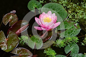 Water lilly and other aquatic plants in a pond
