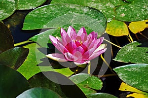 Water Lilly with Pink Flower