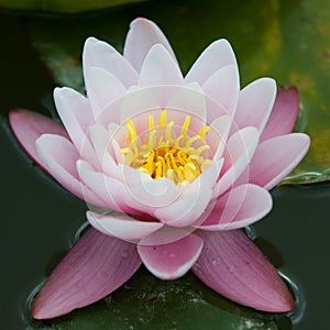 Water lilly