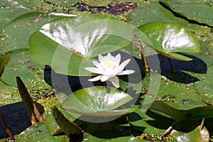 Water Lilly in the Poconos