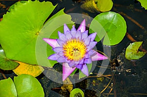 Water lilly in a pond