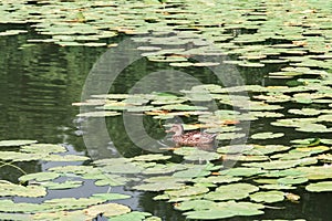 Water Lilly pond with ducks, summer country side landscape
