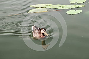 Water Lilly pond with ducks, summer country side landscape