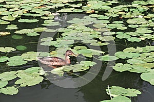 Water Lilly pond with ducks, summer country side landscape