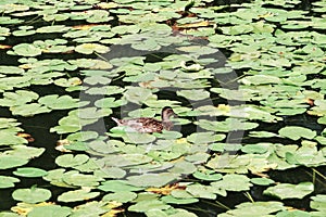 Water Lilly pond with ducks, summer country side landscape