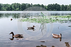 Water Lilly pond with ducks, summer country side landscape