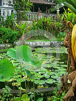 Water Lilly pond at the famous King& x27; s Palace in Bali, Indonesia