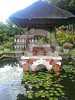 Water Lilly pond at the King's Palace  in Bali, Indonesia