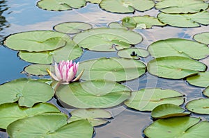 Water lilly in a pond