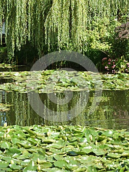 Water Lilly pond and overhanging Willow Tree