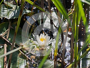 Water Lilly in a Pond