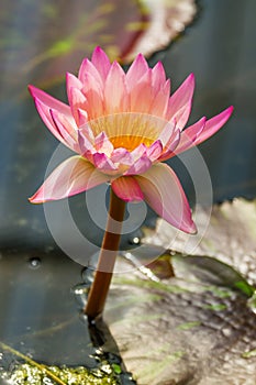 Water lilly