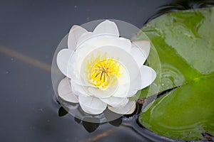 Water lilly