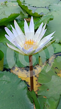 Water Lilly