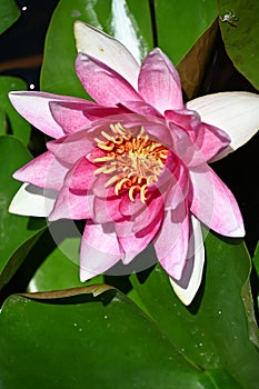 Water lilly The very nice colorful spring flower in my garden close up view