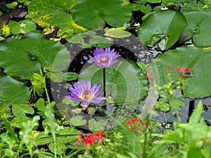 water lillys in bloom photo